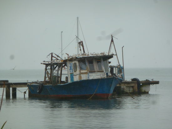 Eines der zahlreichen von Vögeln besetzten Booten