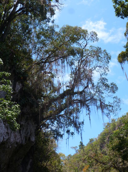 Die mit Farn behängten Bäume