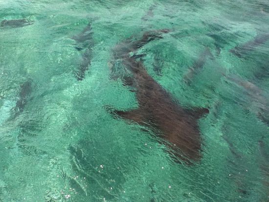 Mit den haien waren wir schnorcheln