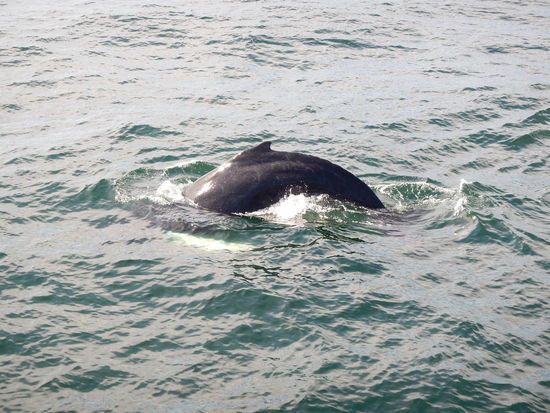 Delphine sahen wir etliche, die begleiteten unser Boot