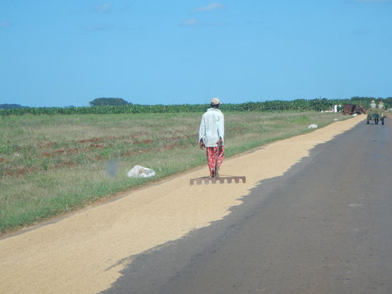 So wird in Kuba Reis getrocknet, auf der Fahrspuhr.