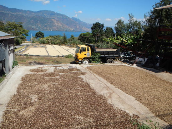 Cafe der zum trocknen in der Sonne liegt