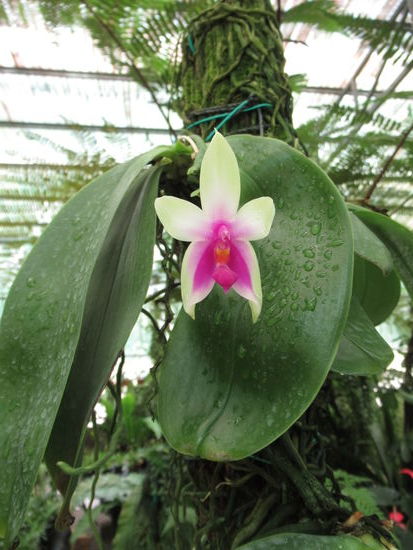 Das ist die duftende Orchidee