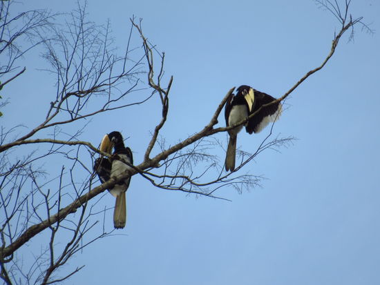 Hornbills