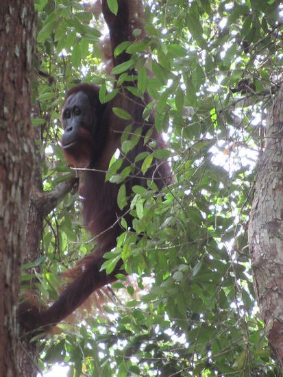 Ein wilder Orangutan