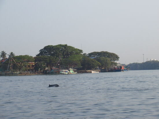 Delfine in der Flussmündung trotz vielen Fischern