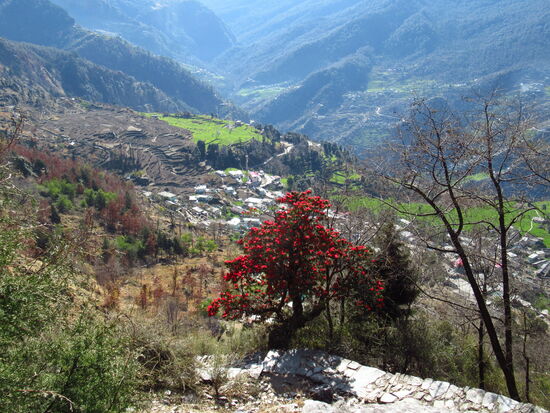 Aussicht über das Tal und die blühenden Rhododendren am Wegrand