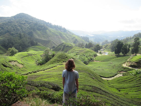 Teeplantage