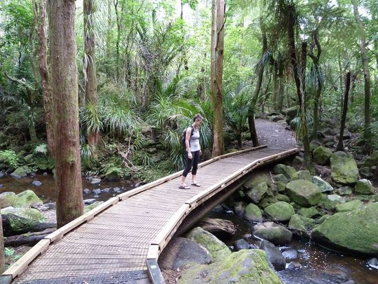 Schoene Bruecken und Baeche, dazu uralte Kauri Baume.