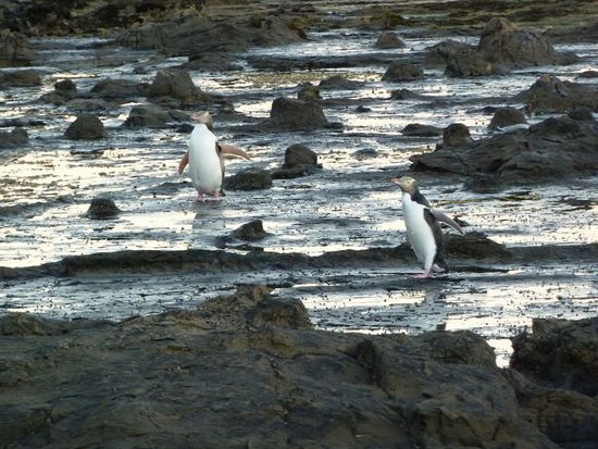 unsere ersten Pinguine in freier Wildbahn