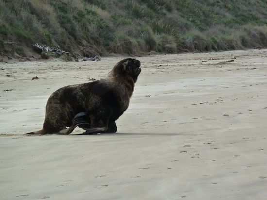 Dieser Seeloewe wurde von Alex liebevoll Zotti getauft...