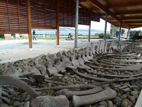 Besuch im hiesigen Museum. Dieser Wal strandete 2006 hier (nicht genau hier, aber in Ancud).