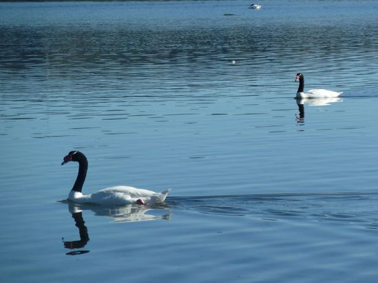 Schwarzhalsschwaene in Curaco de Veléz.