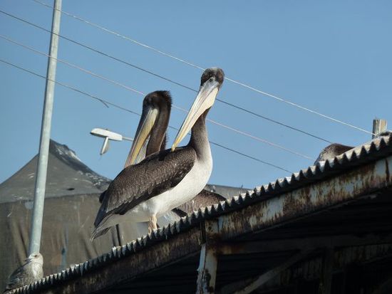 hello Pelican!
