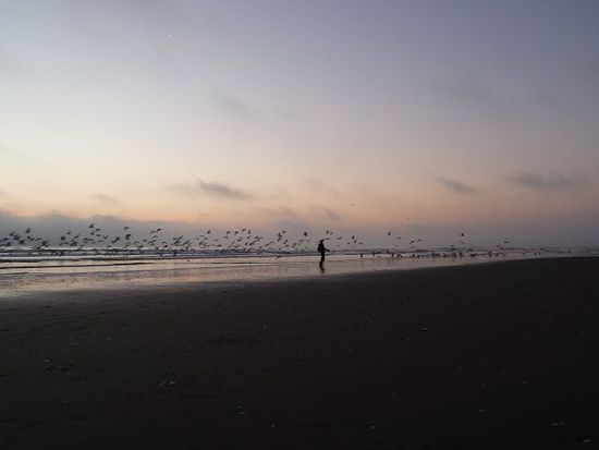 Moewen verjagen am Strand