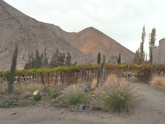 Pisco Trauben