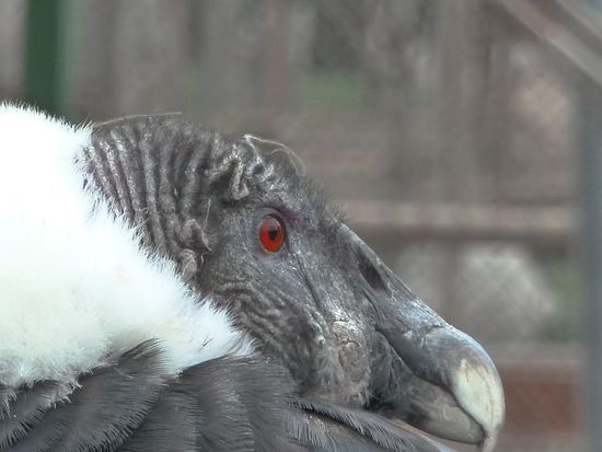 Der Condor