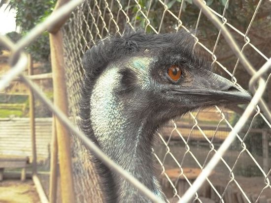 kranker Emu