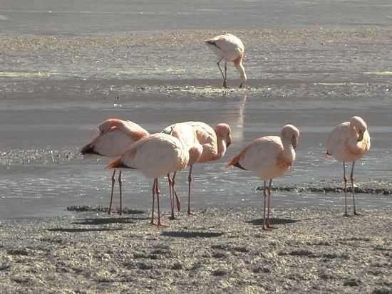 Flamingos