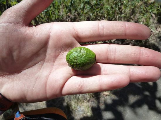 Mini Avocado
