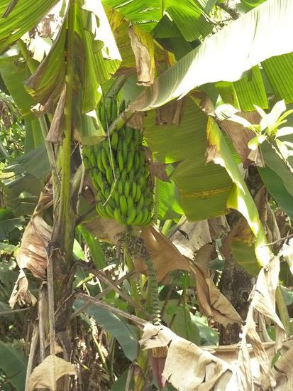 Wilde Bananenstaude