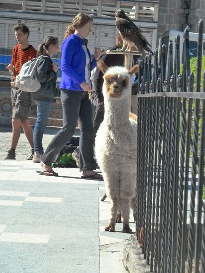 Alpaca, die geben feinste Wolle