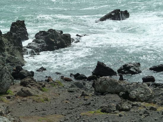 Sehen fast aus wie Steine, doch beim genaueren hinsehen sieht doch ein paar Robben.