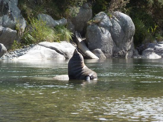 Die Robbe im Fluss... einfach nur schraeg.