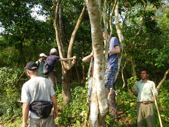 Ja wo laufen sie denn? Verrückte Touristen auf Dschungelsafari