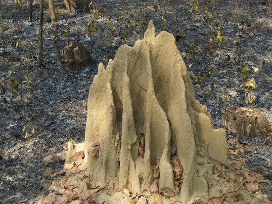 Termitenhügel überall