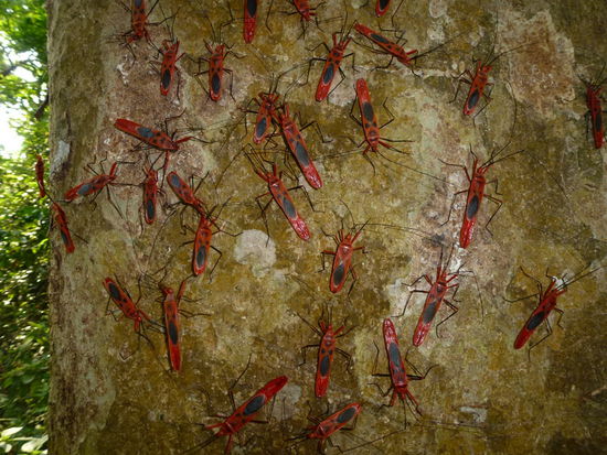 Viele viele bunte Käfer