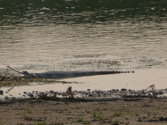 Wo ist Krokodil-Dundee?