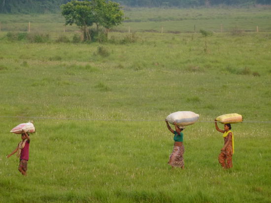 Tharufrauen auf dem Feld