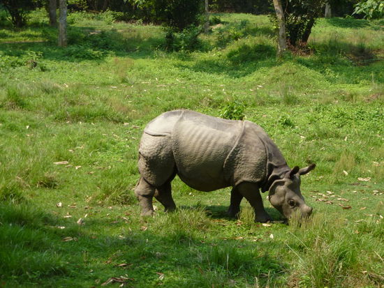 Hey, obwohl ich mit dabei war...............ein vom Aussterben bedrohtes Einhorn-Rhino in der Wildnis!