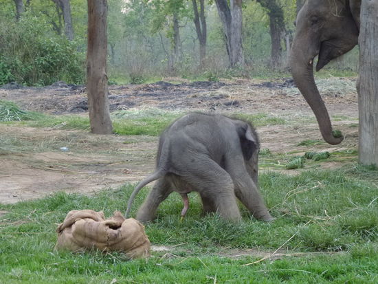 ...und schon so ein riesen Struller!