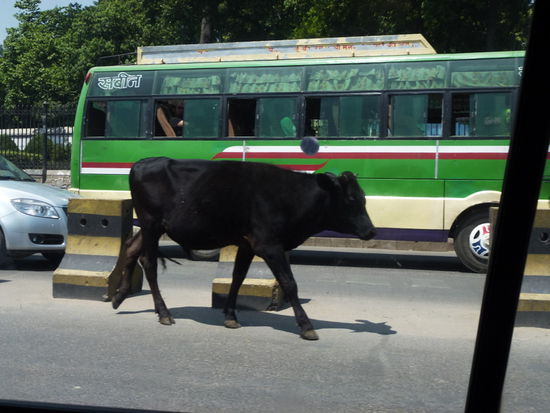 Auf Wiedersehen ihr heiligen Kühe