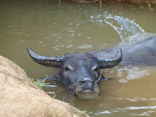 Am liebsten hätte ich mich dazu gelegt