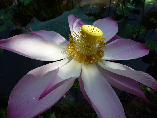 Auf der Obstplantage: Lotusblume