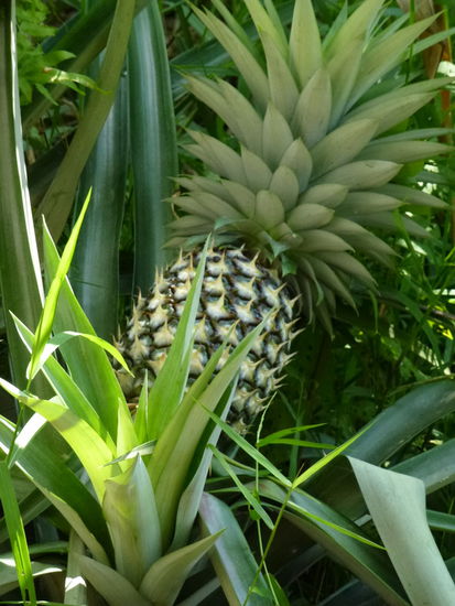 Ananas