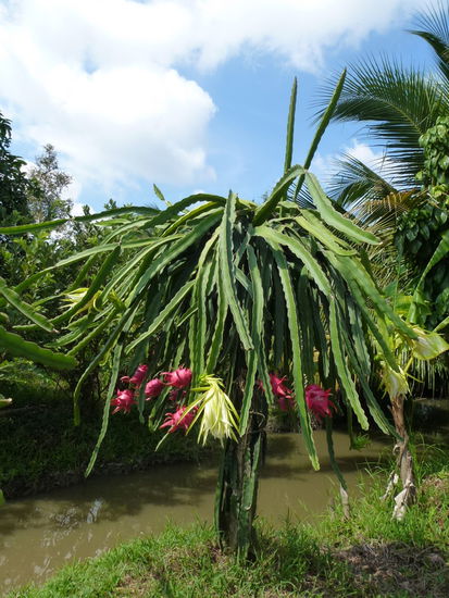 Drachenfrucht und vieles mehr...
