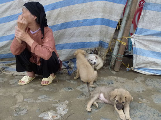 Am liebsten wäre ich auf den Hund gekommen