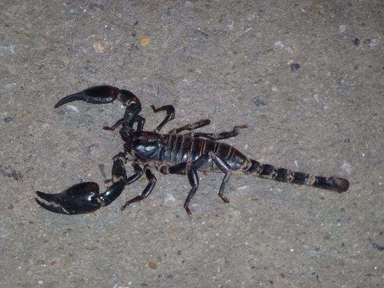 aaahhh, lebende 20 cm......!!!!