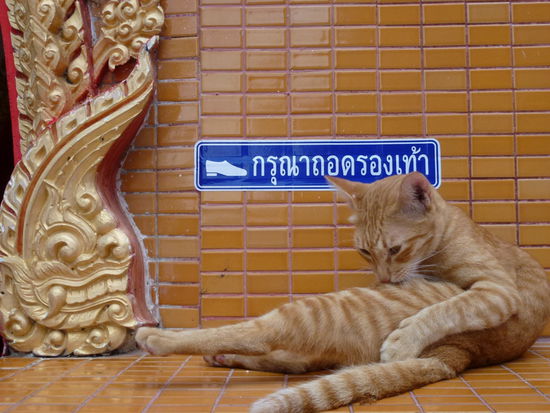 Für Niki: "Vielleicht mal im Yoga die Katze machen?"