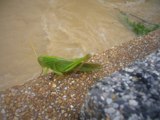 ...auch wasserscheu...