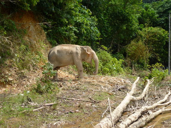 Kein Touri-Elefantenreiten, er hilft beim Aufräumen!