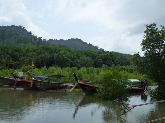 Mangrovenwald Ko Lanta Yai und Noi