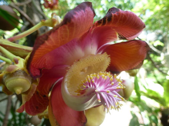 nie vorher gesehene Blume (für Ingo mit lieben Gruß)