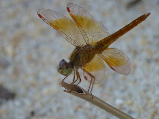 Sie bräunte sich auch am Strand 
