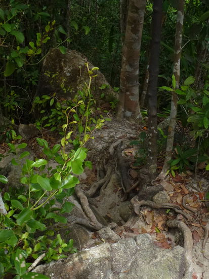 Weg zum Viewpoint, warum muss ich immer irgendwo rumkraxeln?