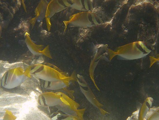 ein bisschen Unterwasserwelt